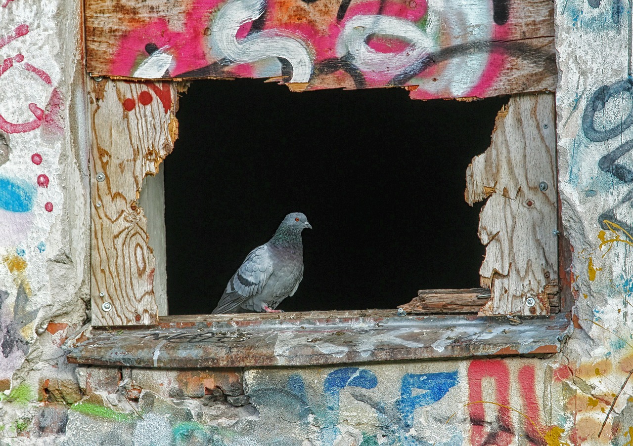pigeon bird window free photo