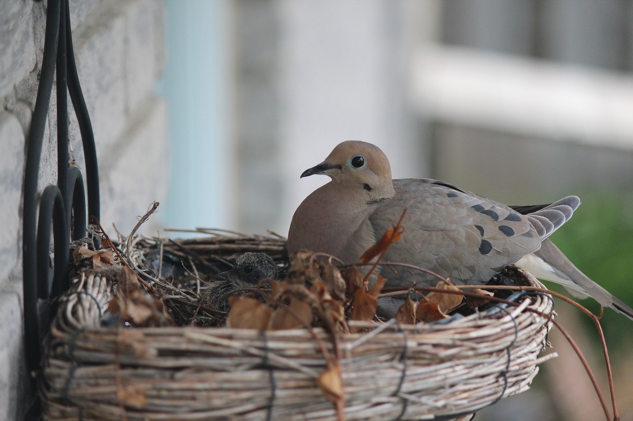 pigeon bird nest free photo