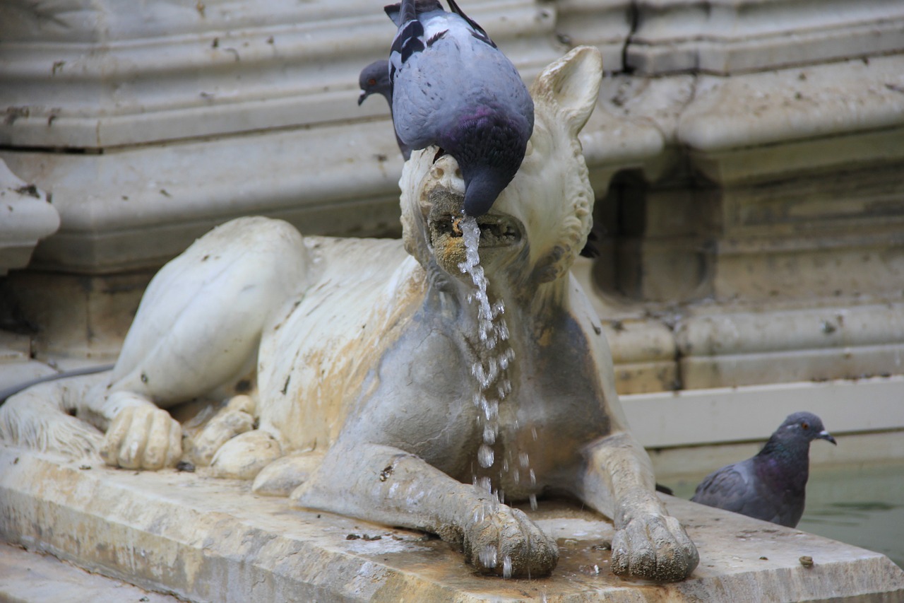 pigeon water thursty free photo