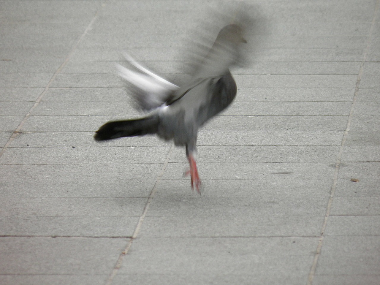 pigeon take off birds free photo