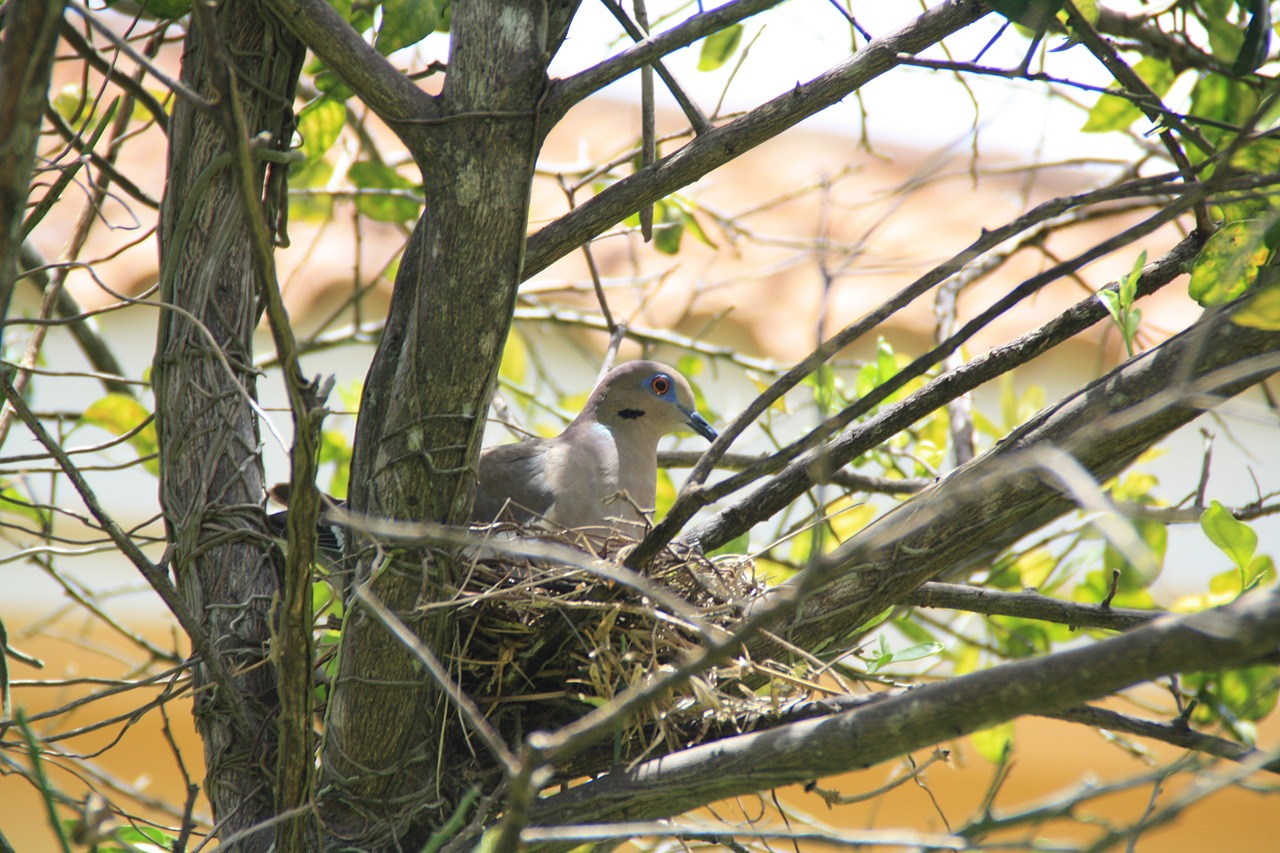 pigeon bird tree free photo