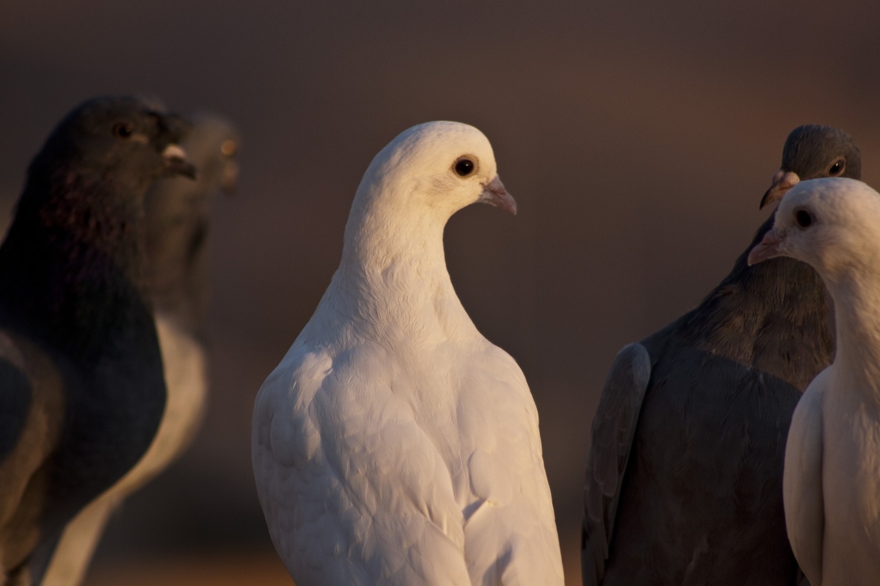 pigeon bird fly free photo