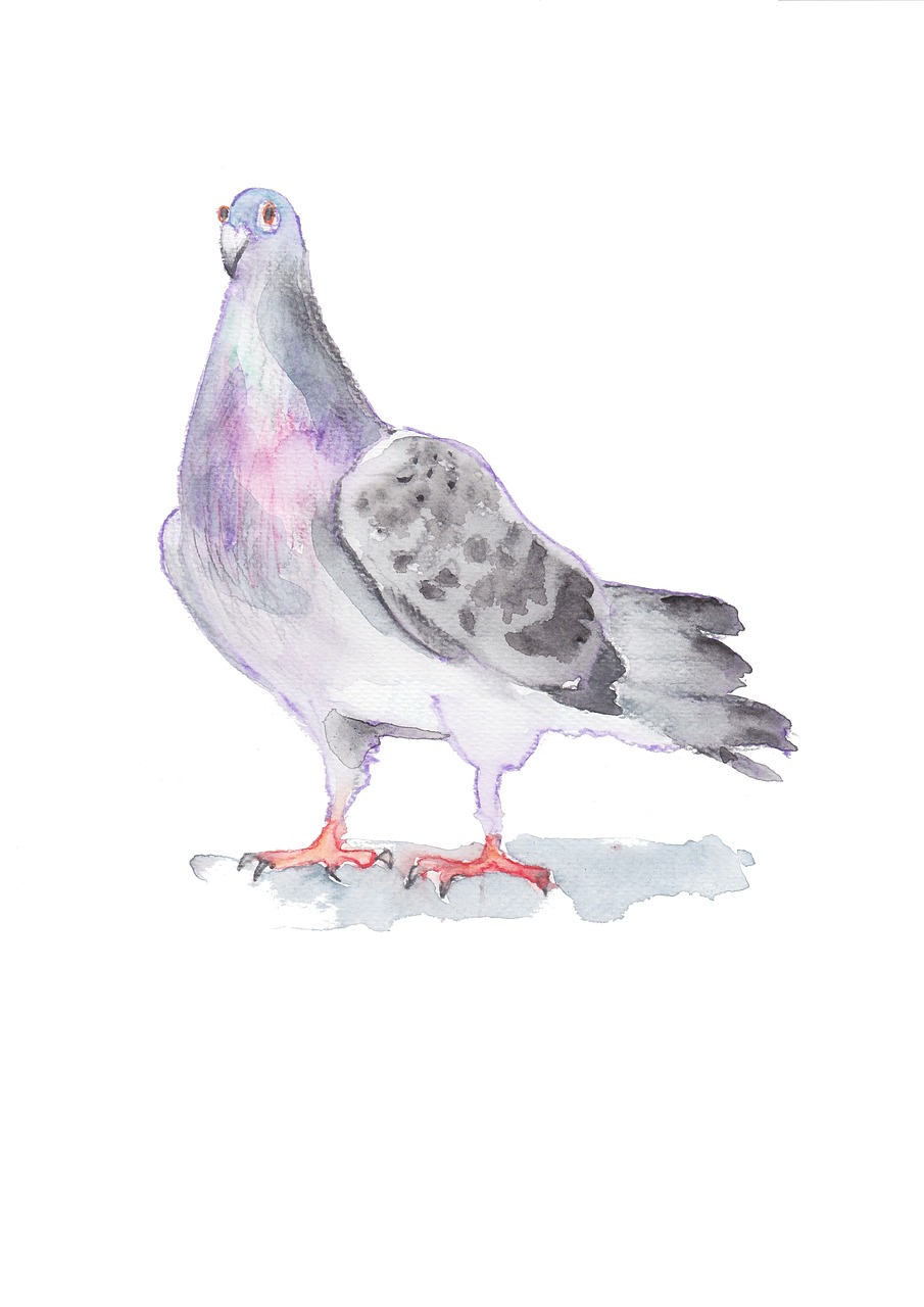 pigeon dove drawing free photo