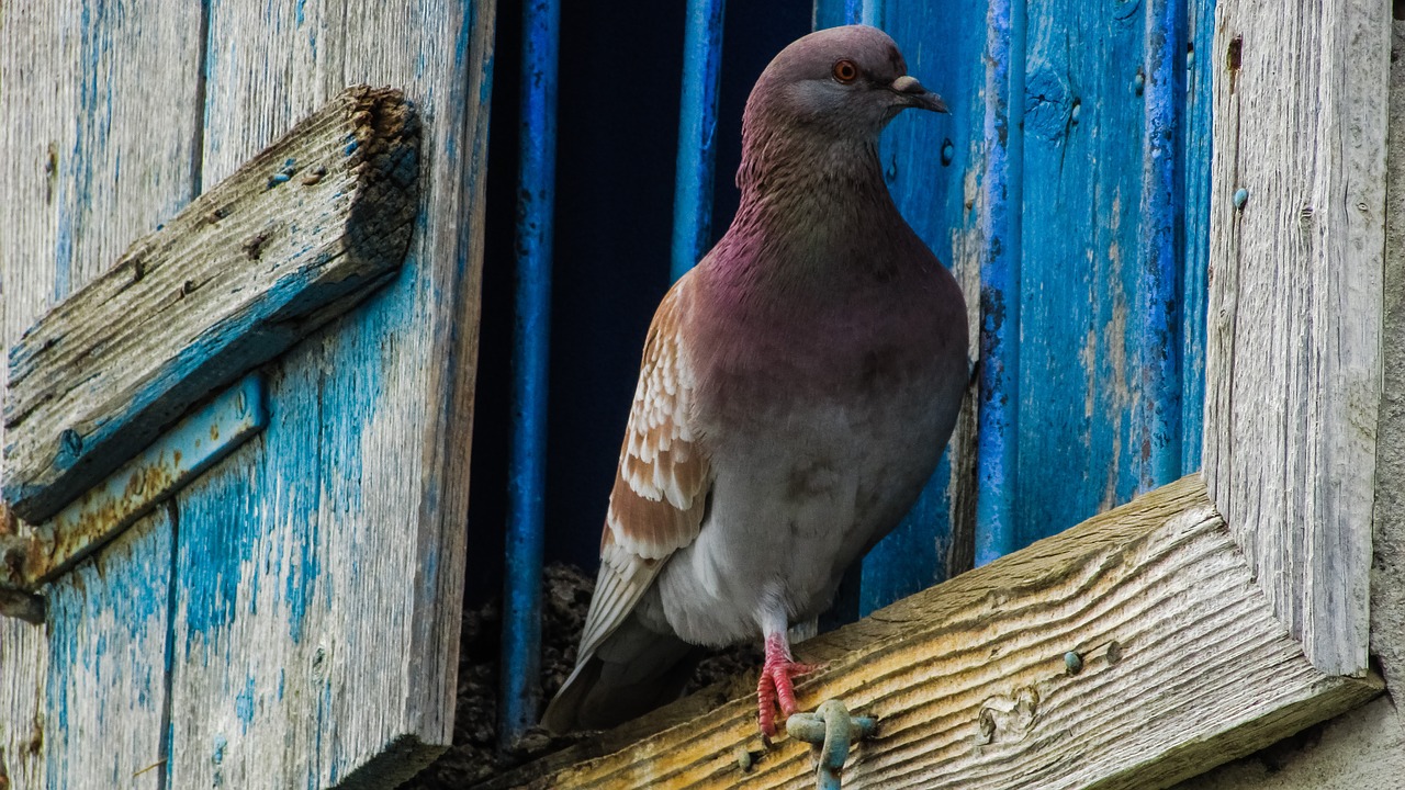 pigeon window bird free photo