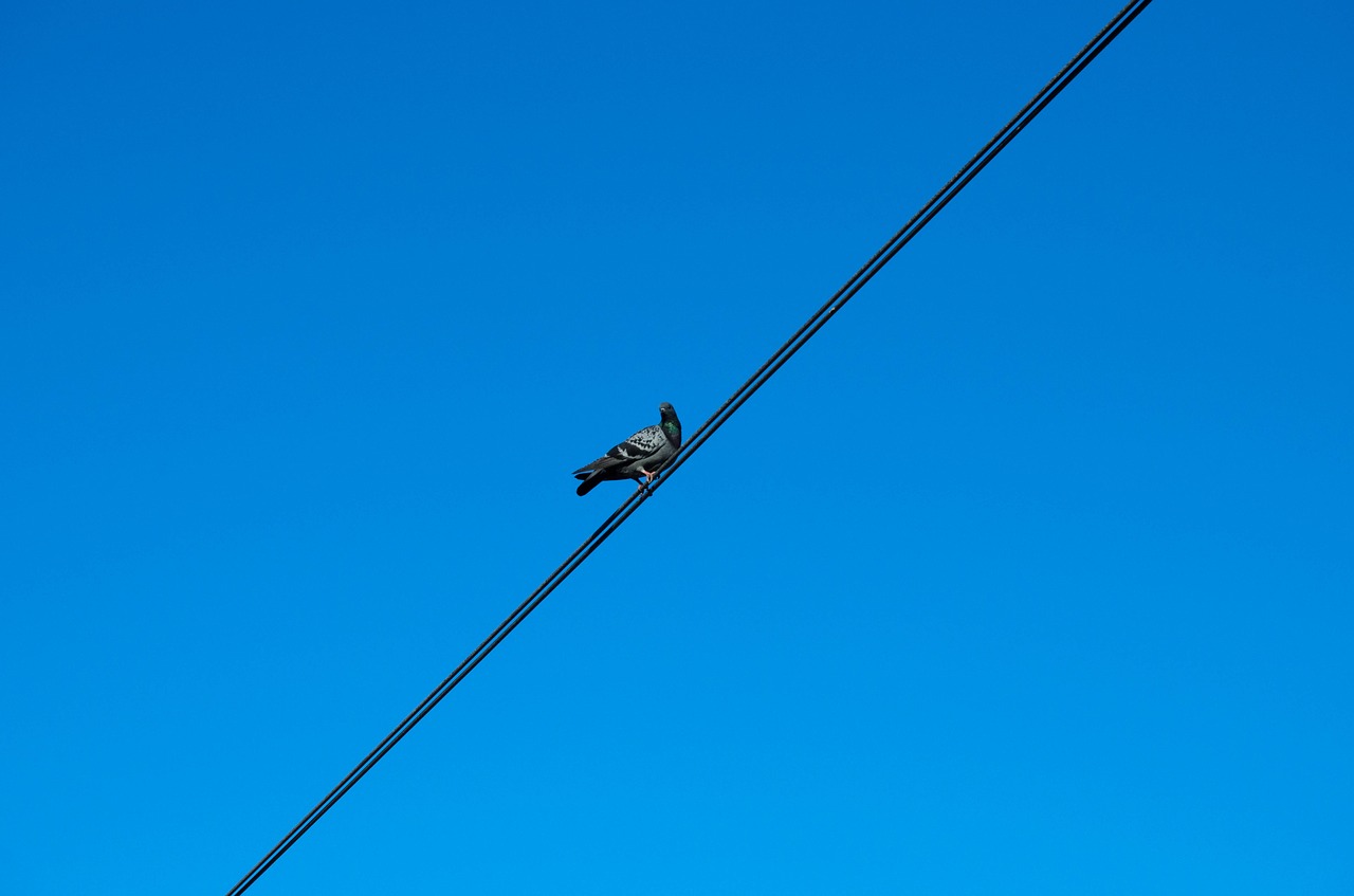pigeon cable sky free photo