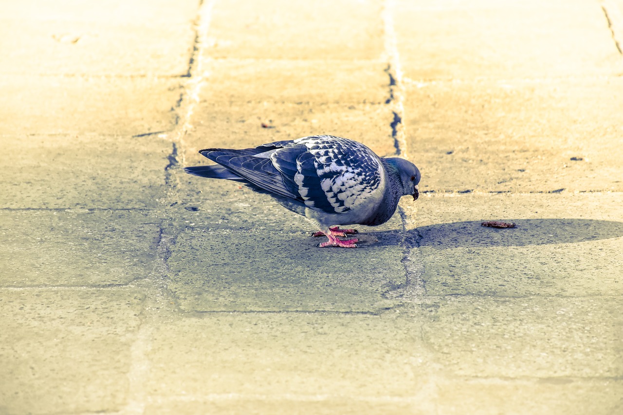 pigeon bird pigeons free photo