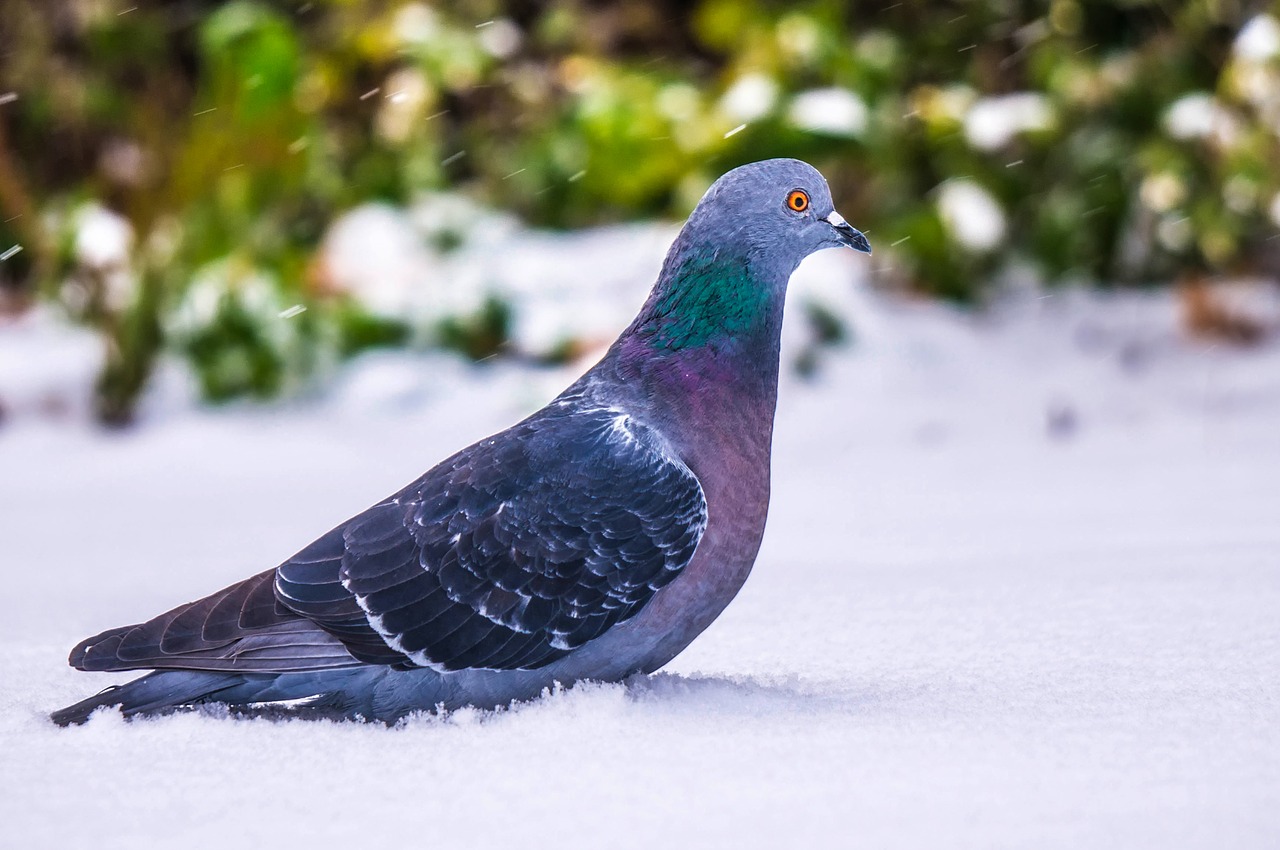 pigeon bird wildlife free photo