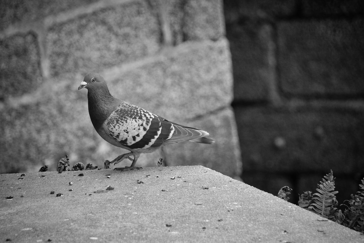 pigeon bird animal free photo