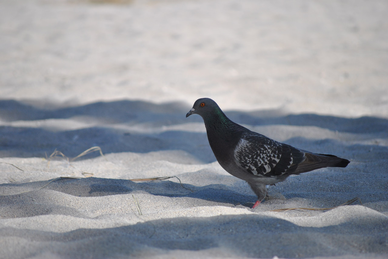 bird nature pigeon free photo