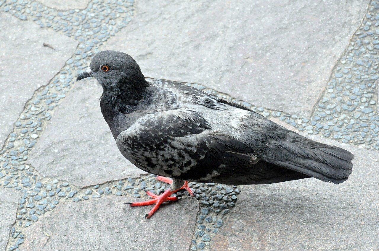 pigeon bird park free photo