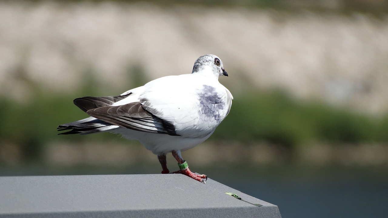 pigeon ring symbol free photo