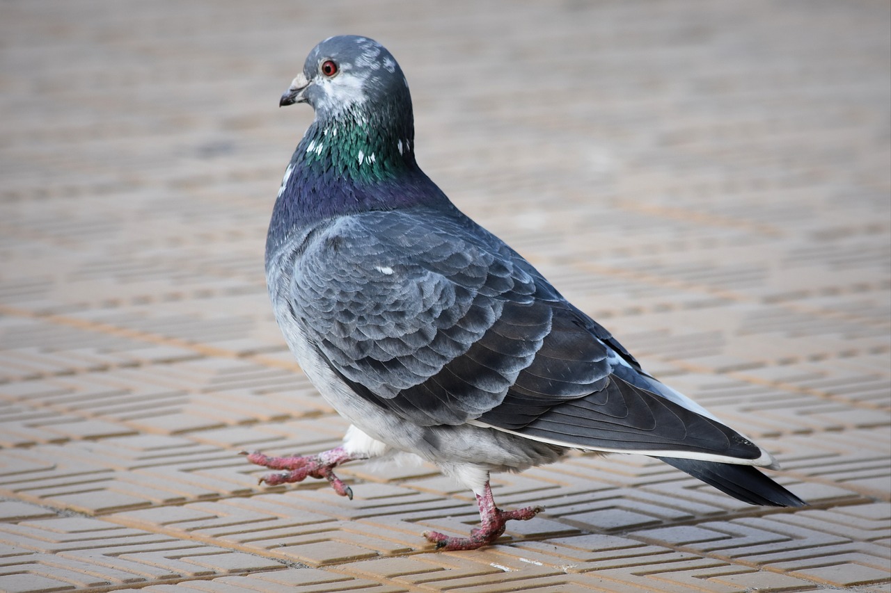 pigeon animal bird free photo