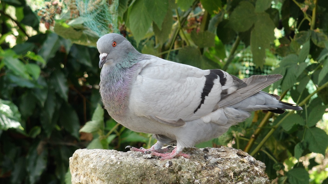 pigeon bird standing free photo