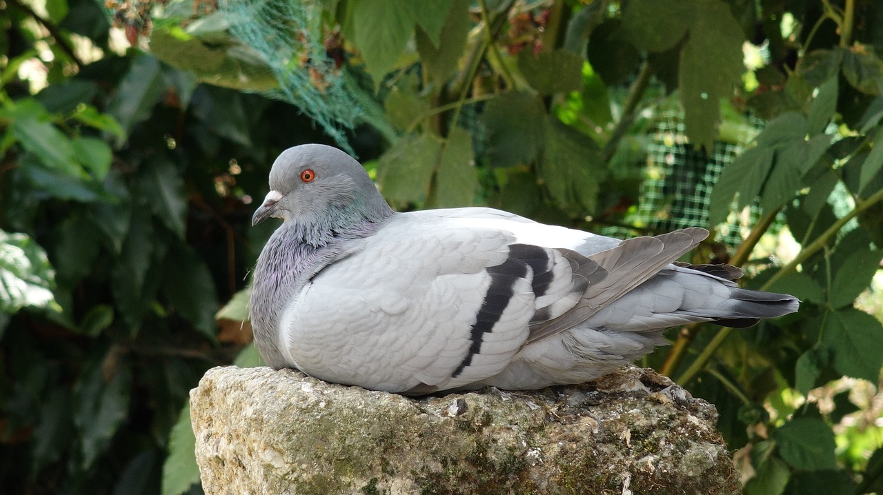 pigeon bird waiting free photo