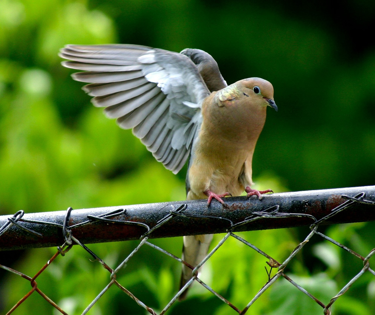 pigeon dove bird free photo