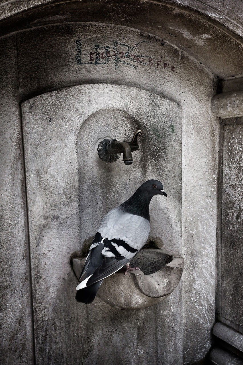 pigeon fountain greece free photo