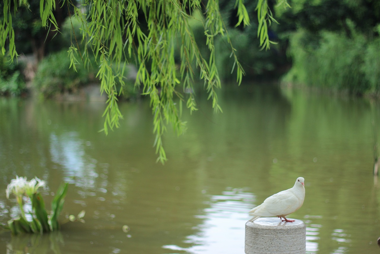 pigeon lake willow free photo
