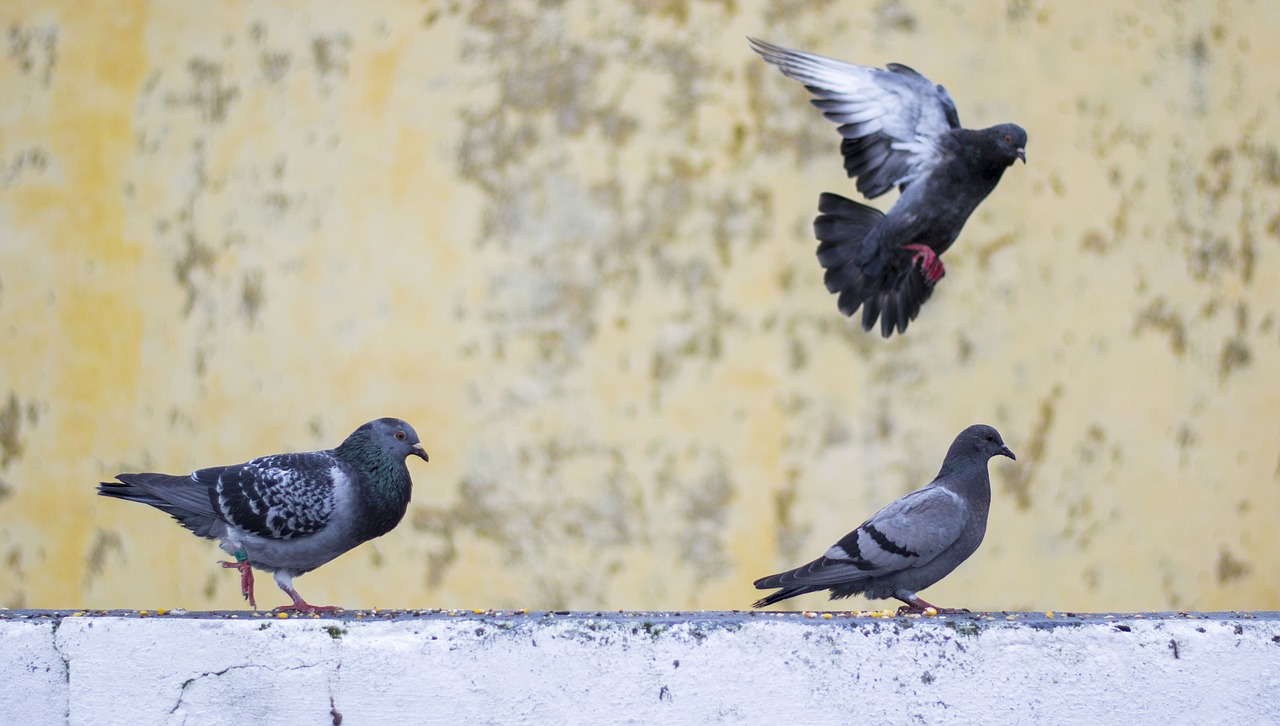 pigeon movements birds free photo