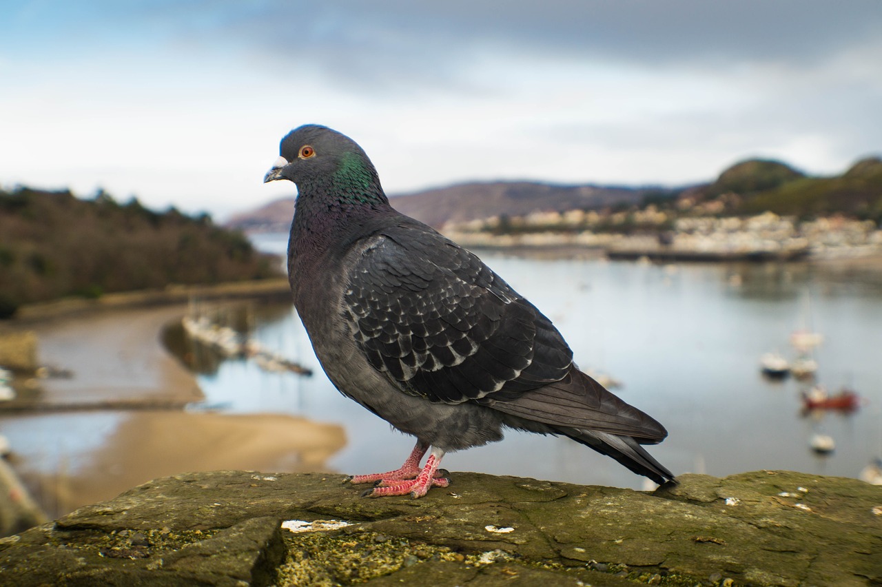 pigeon wales conwy free photo