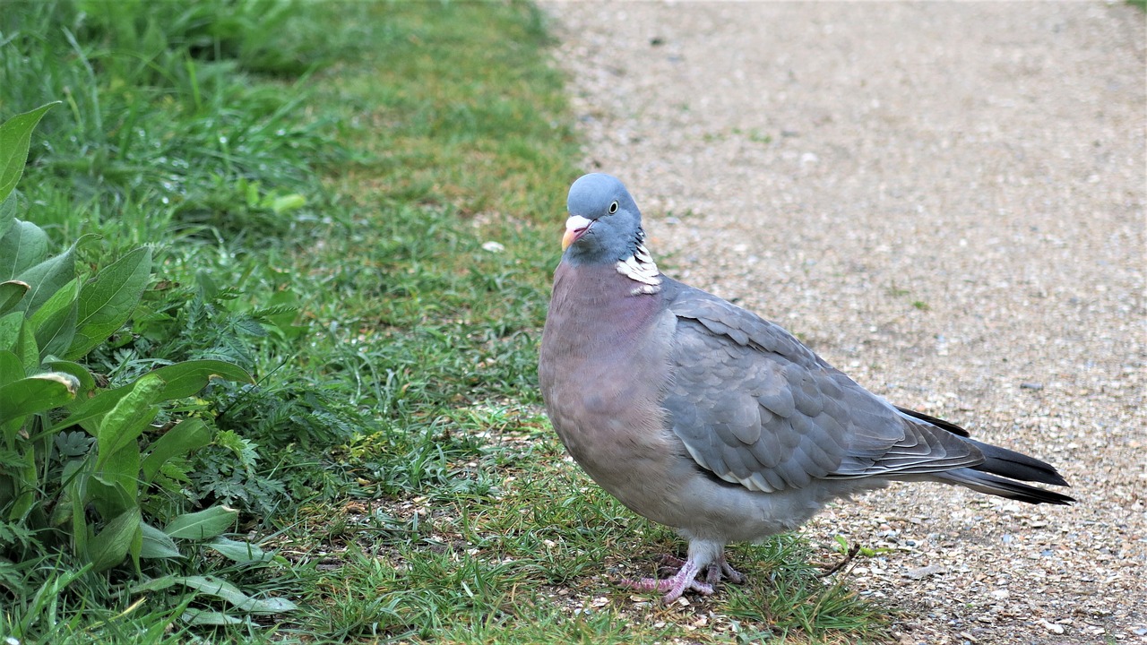 pigeon bird cute free photo