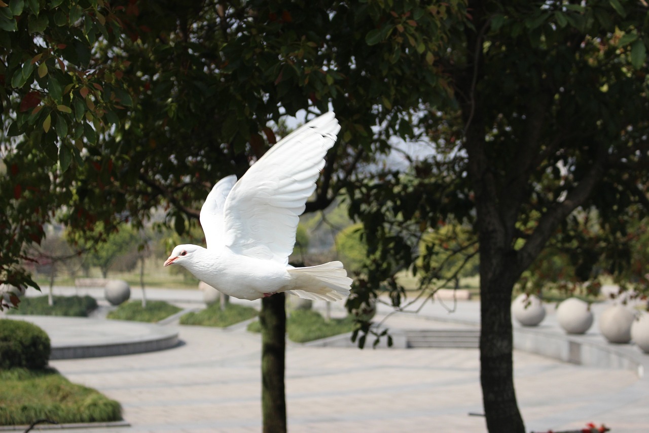pigeon autumn hangzhou free photo