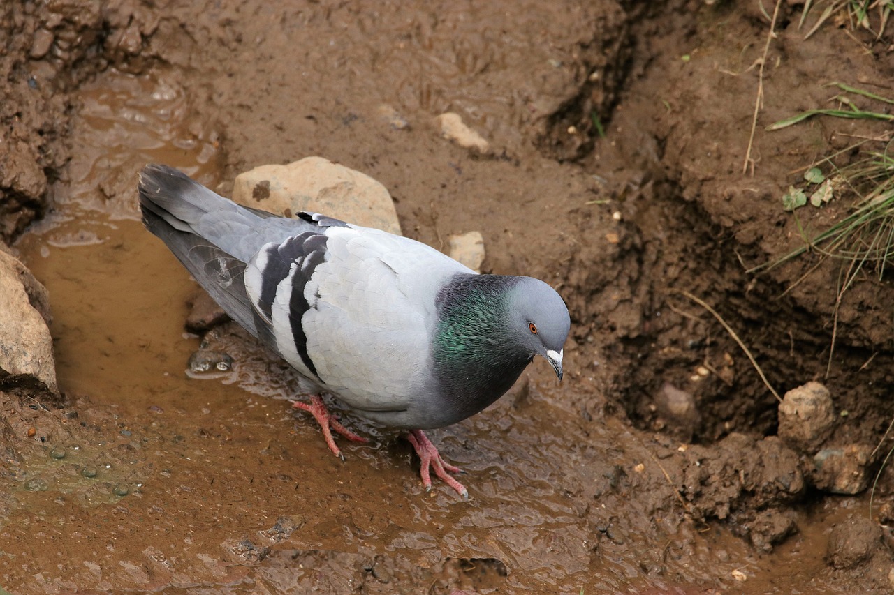 pigeon bird dove free photo