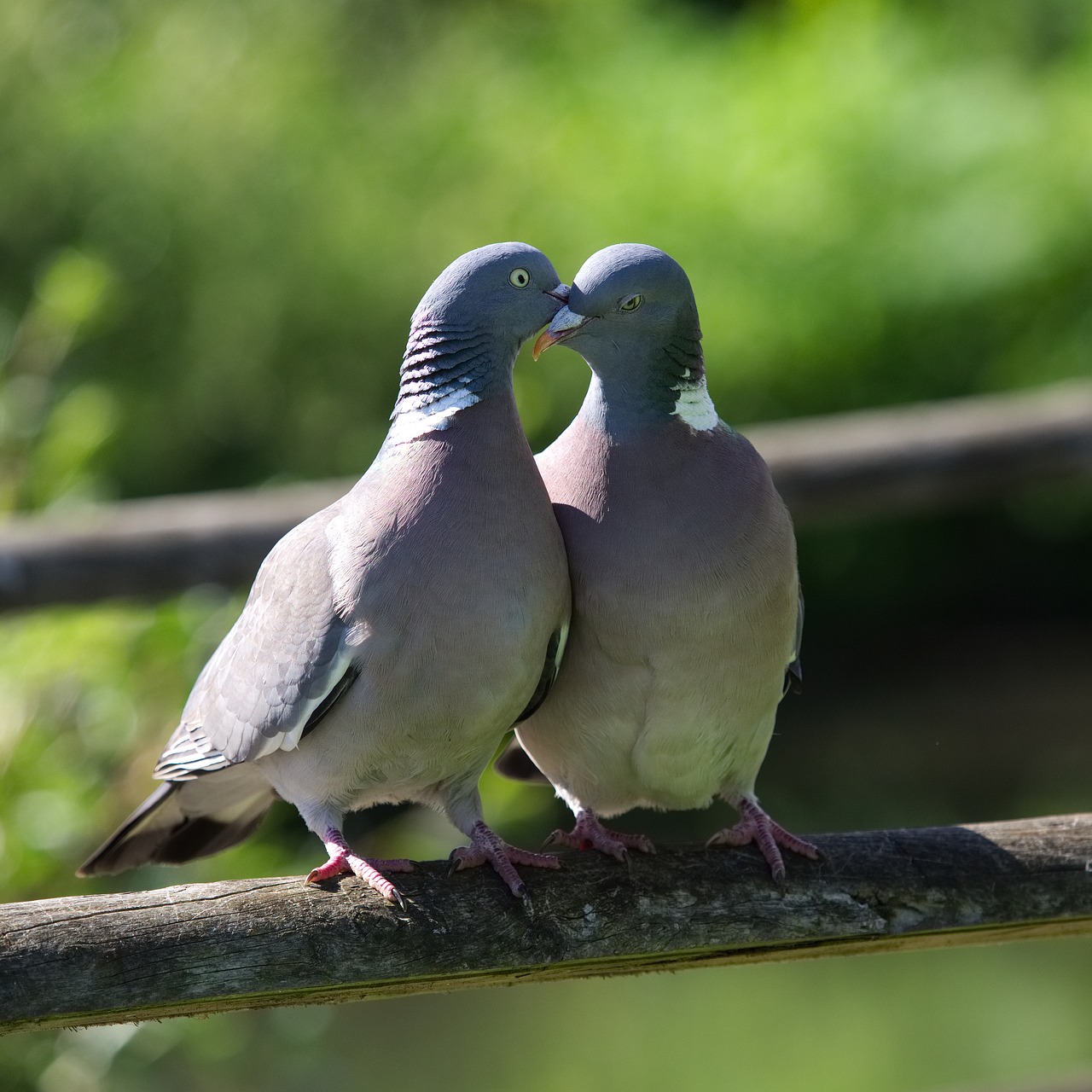 pigeon love kiss free photo