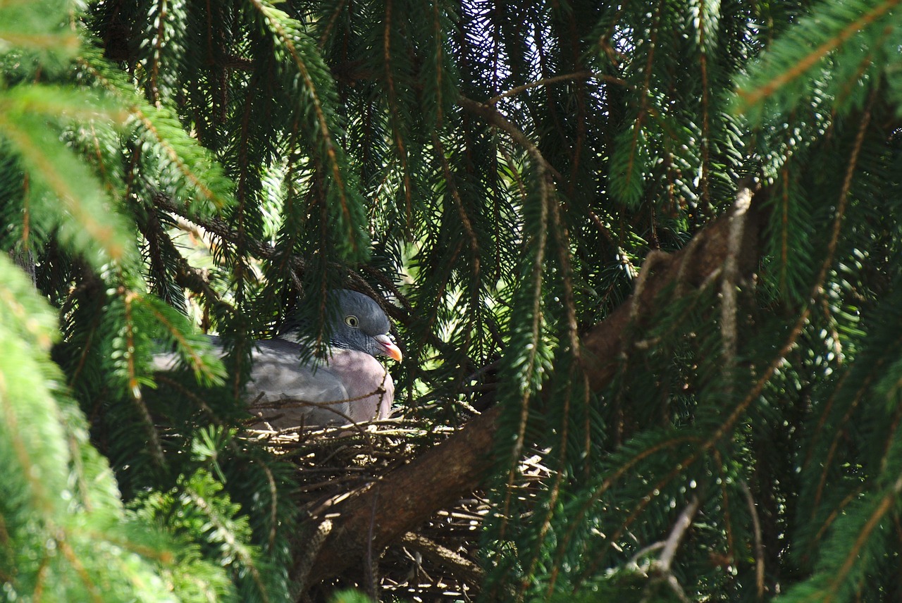 pigeon dove nest free photo