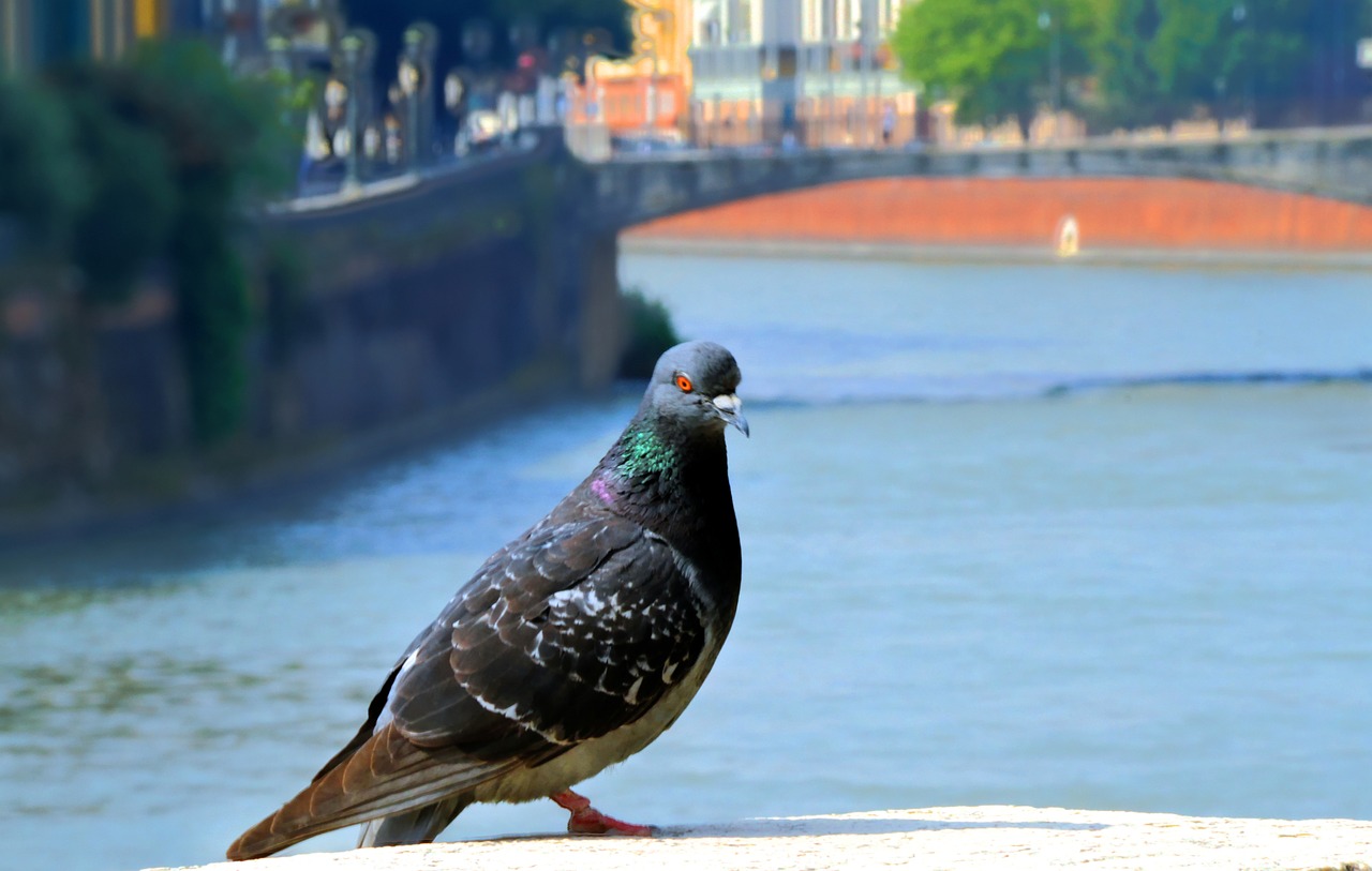 pigeon water river free photo