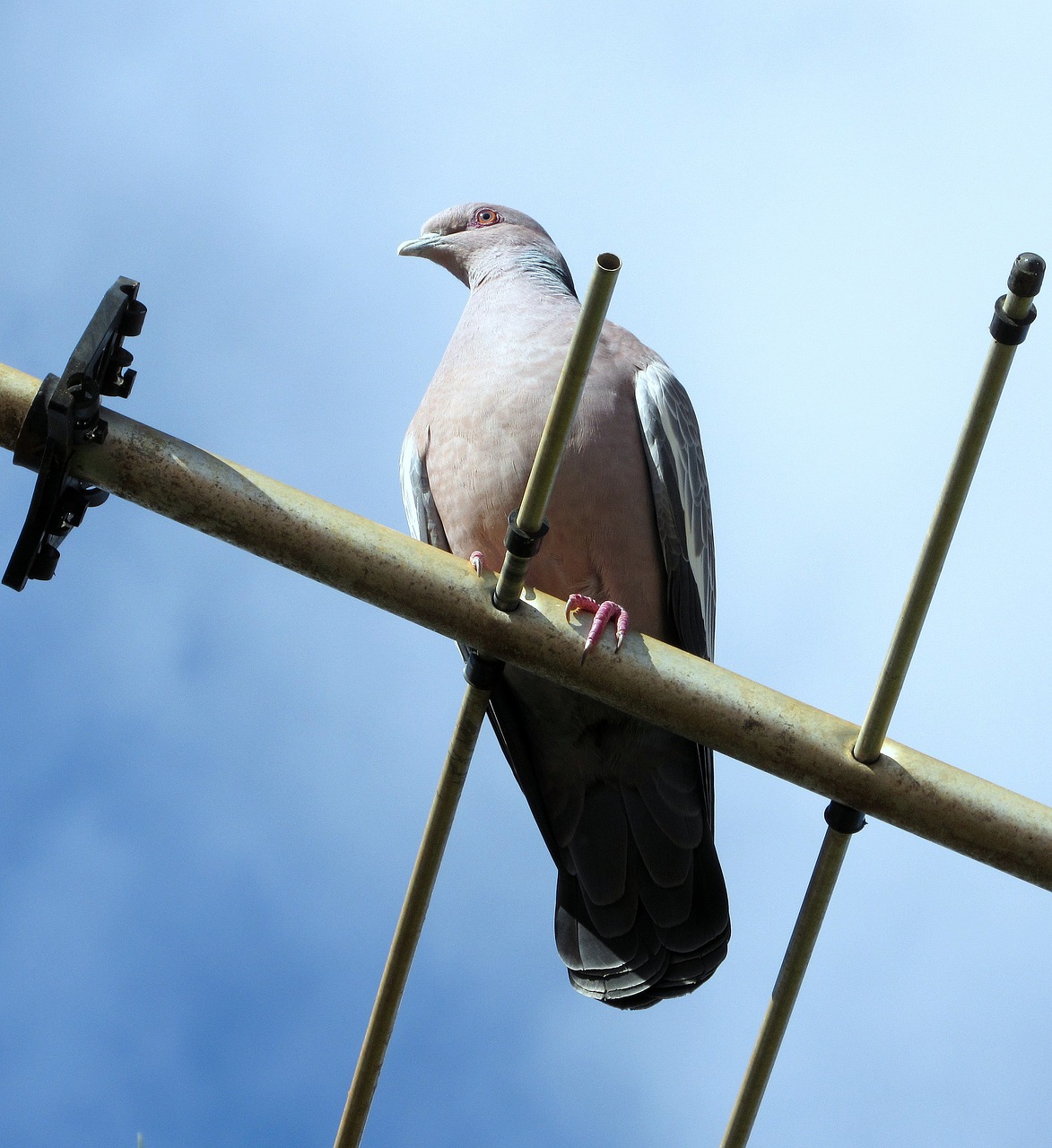 pigeon carijó bird free photo