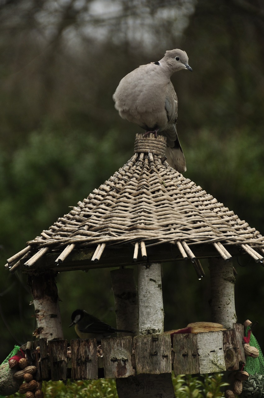 pigeon bird nature free photo