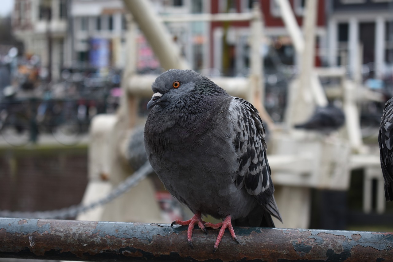 pigeon pigeon-resting bird free photo
