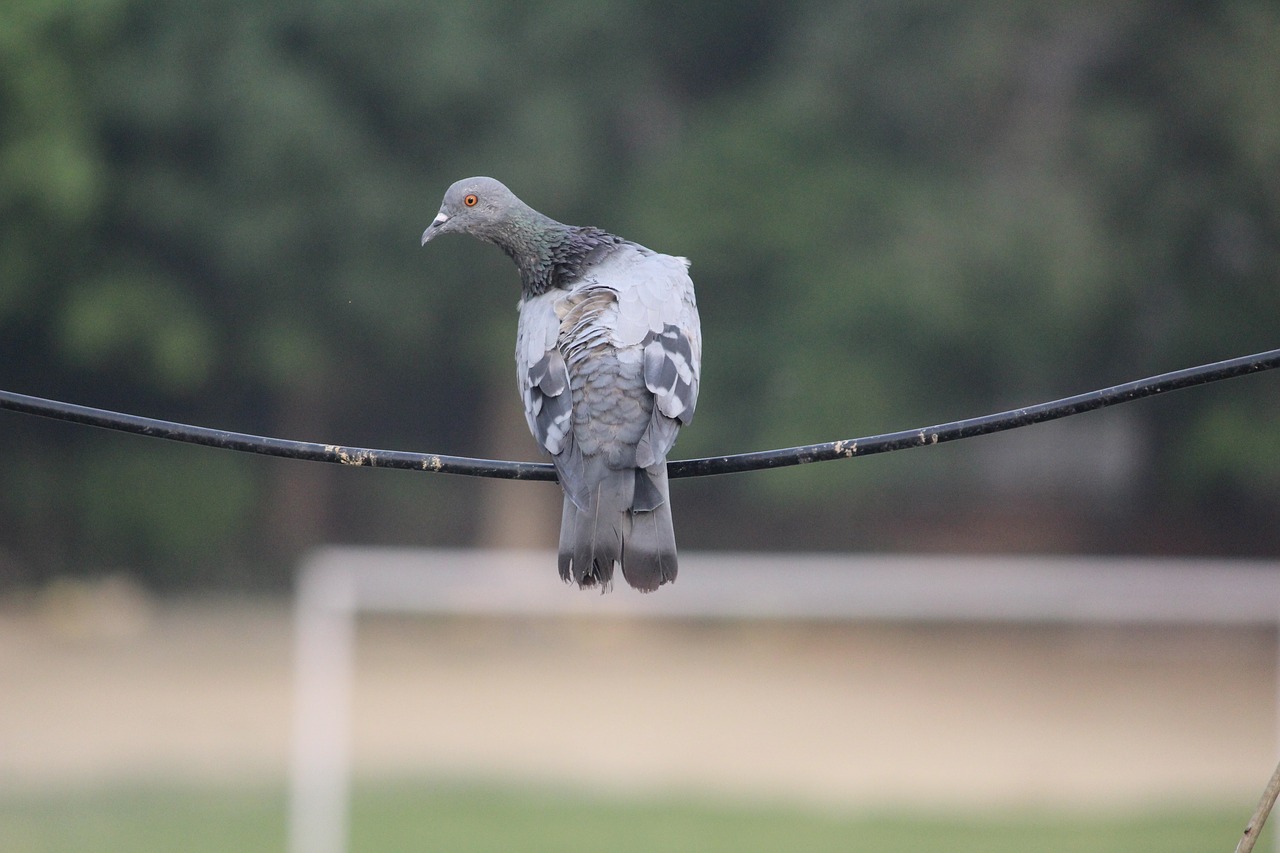 pigeon wire balancing free photo