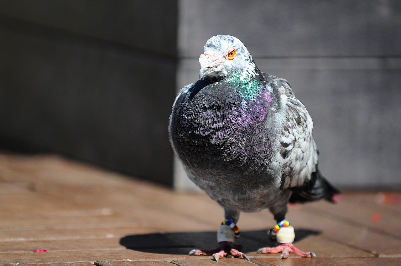 pigeon bird animal free photo