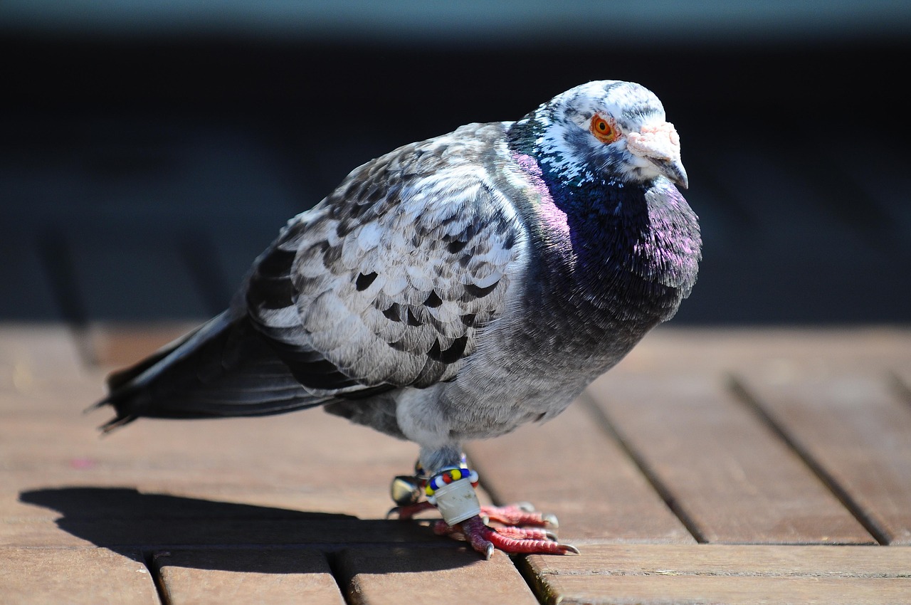 pigeon bird animal free photo