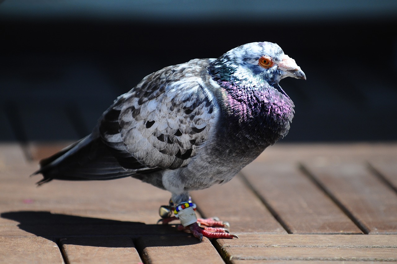 pigeon bird animal free photo