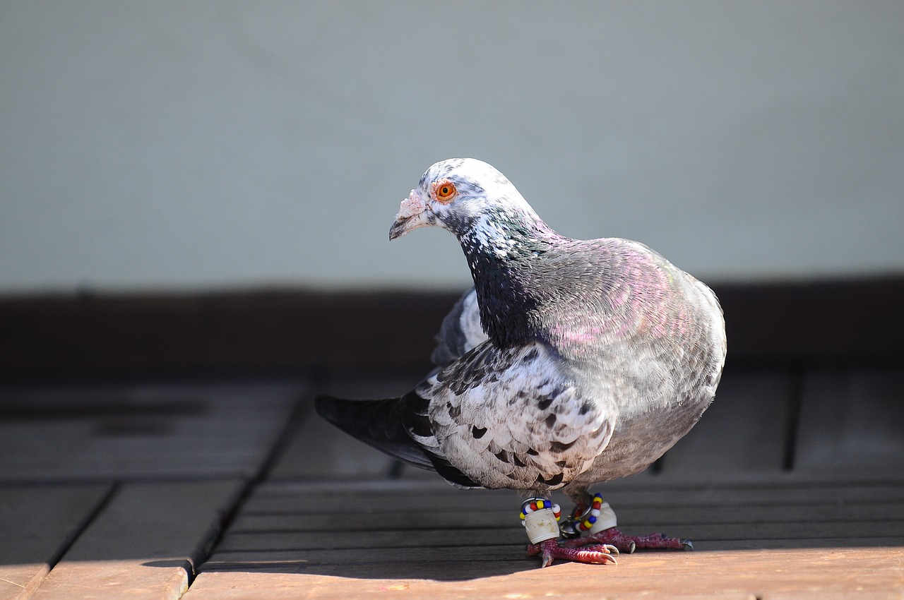 pigeon bird animal free photo