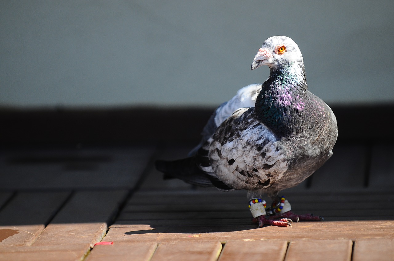 pigeon bird animal free photo