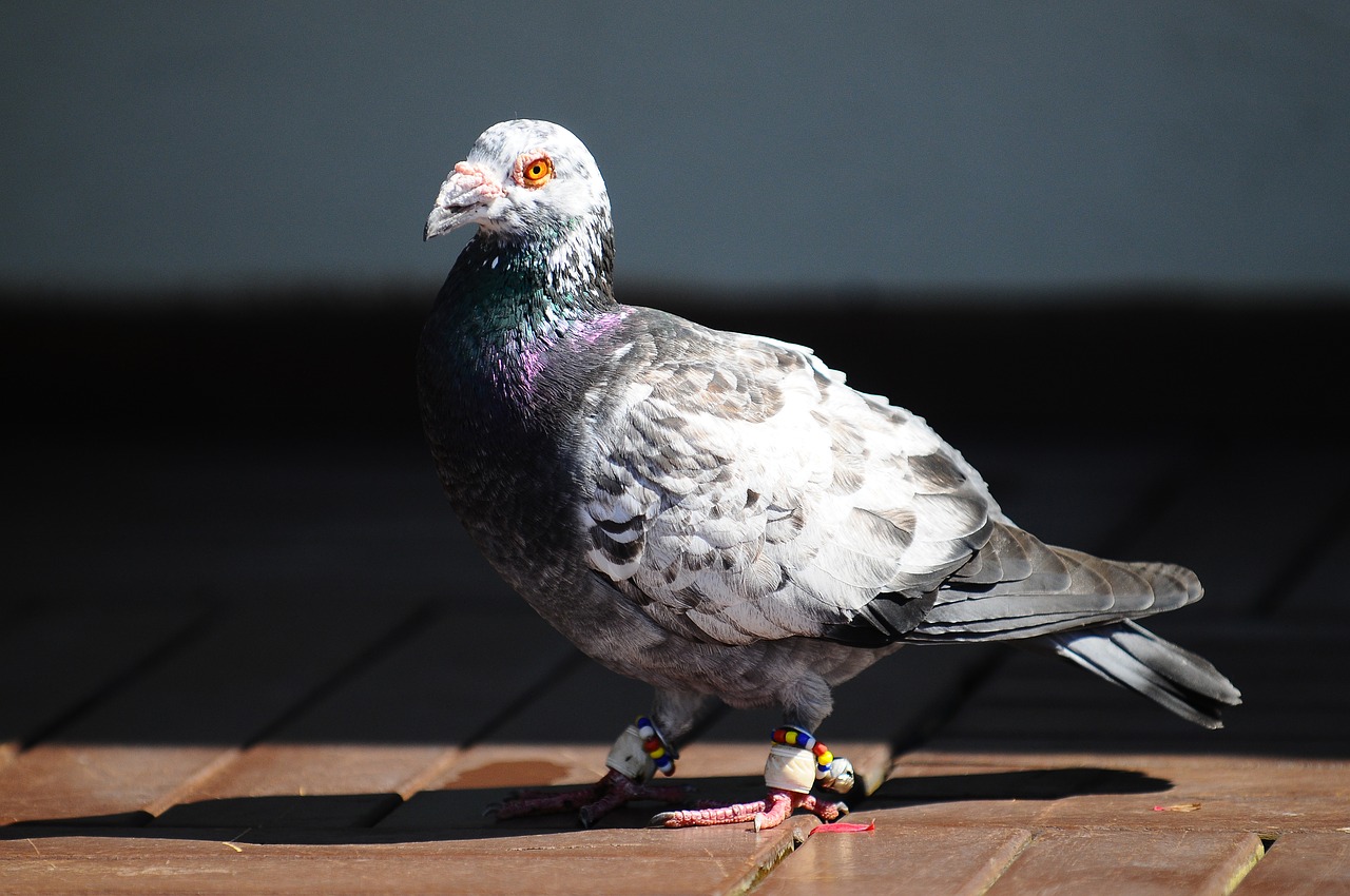 pigeon bird animal free photo