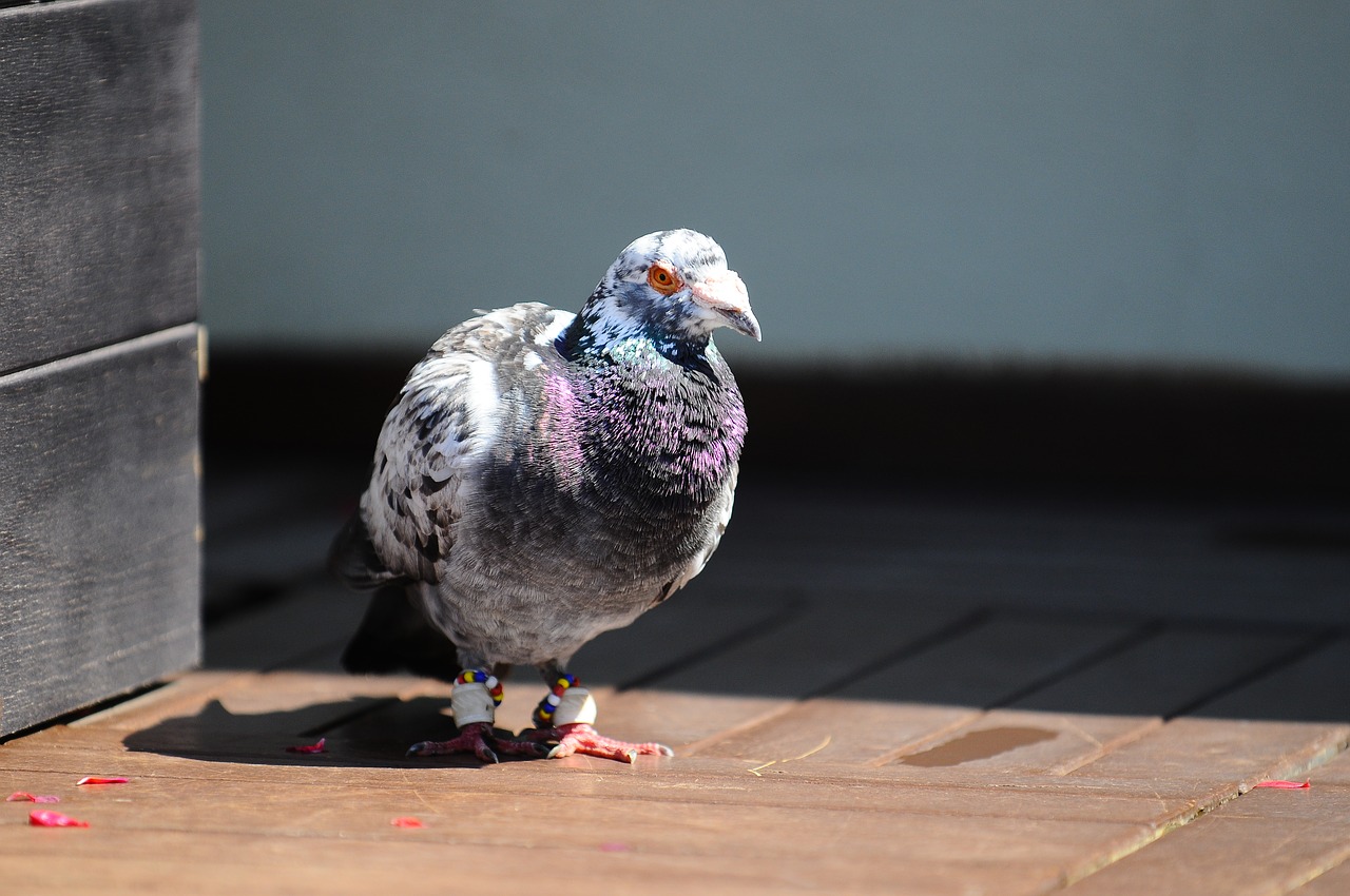 pigeon bird animal free photo