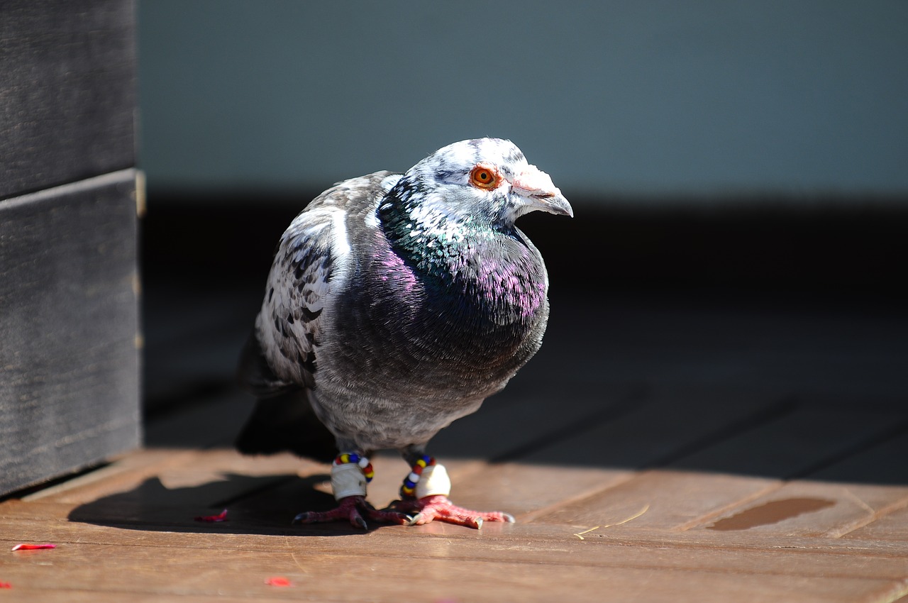 pigeon bird animal free photo