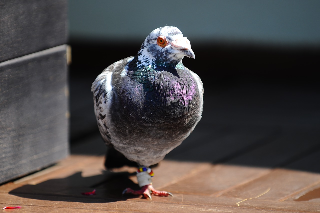 pigeon bird animal free photo