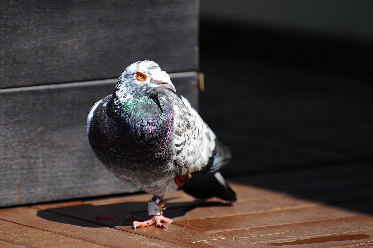 pigeon bird animal free photo