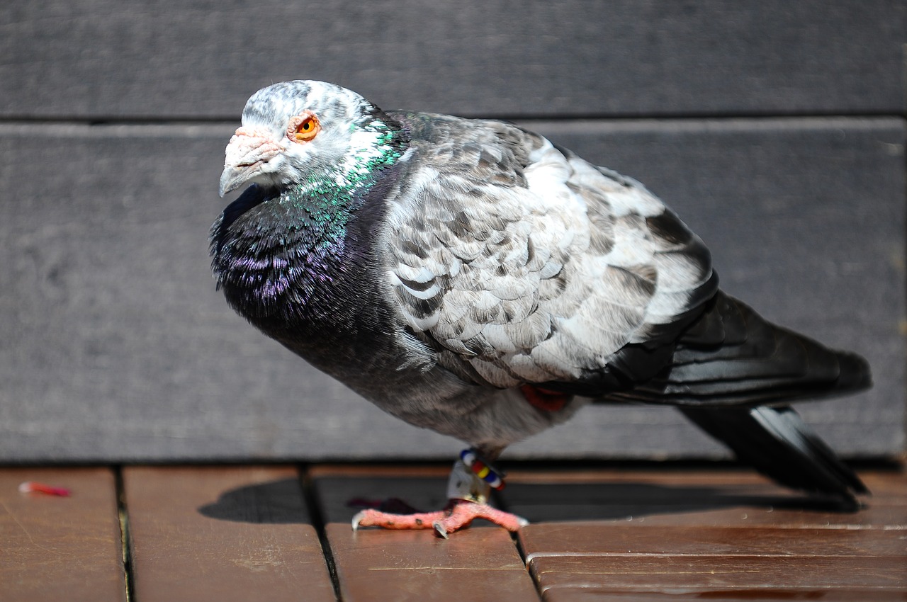 pigeon bird animal free photo