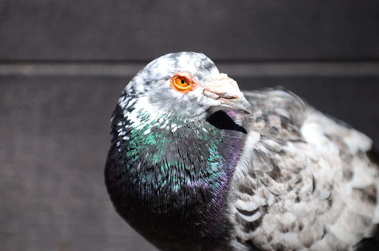 pigeon bird animal free photo