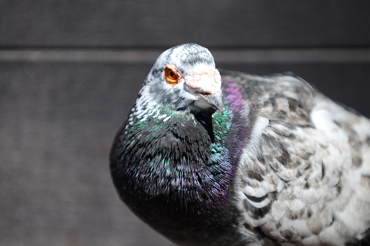 pigeon bird animal free photo