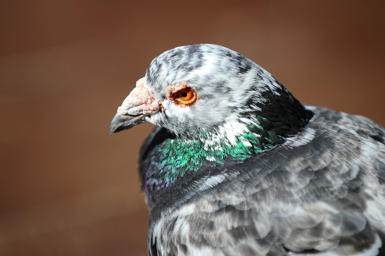 pigeon bird animal free photo