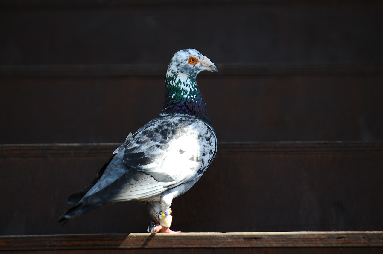 pigeon bird animal free photo