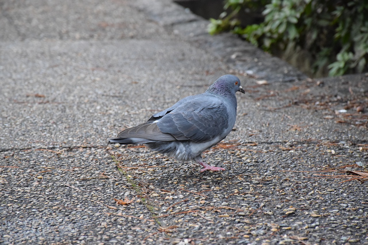 pigeon one foot of the pigeon street free photo