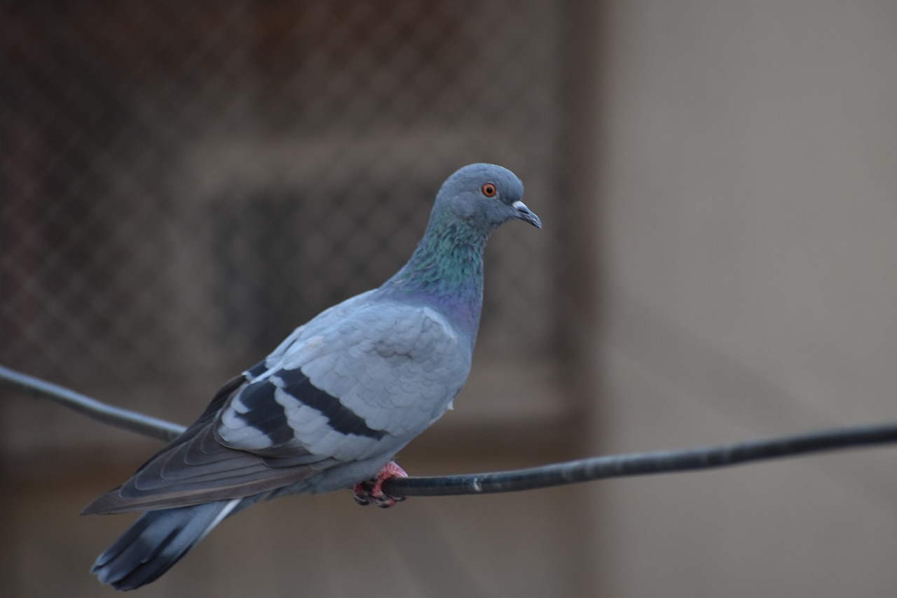 pigeon bird feral pigeons free photo